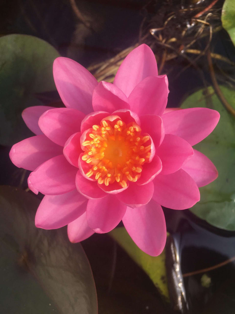 Nymphaea 'Firecrest'