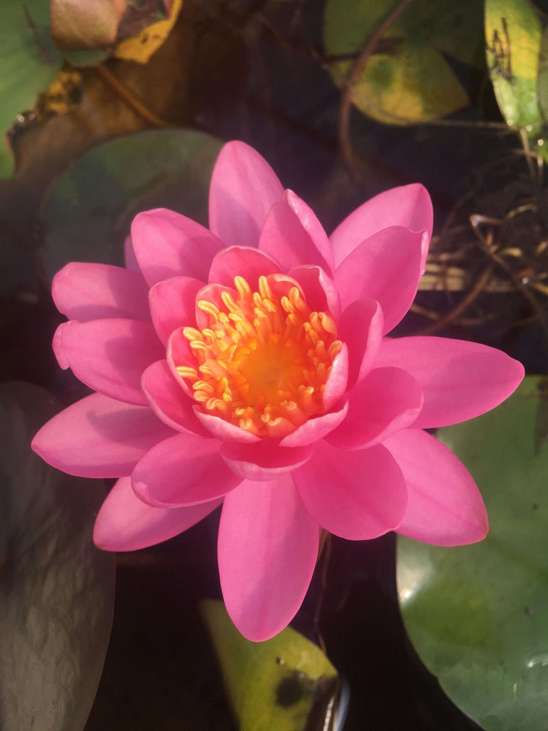 Nymphaea 'Firecrest'