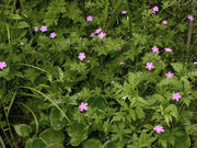 geranium palustre marginal pond plants bp042
