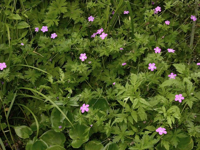 geranium palustre marginal pond plants bp042