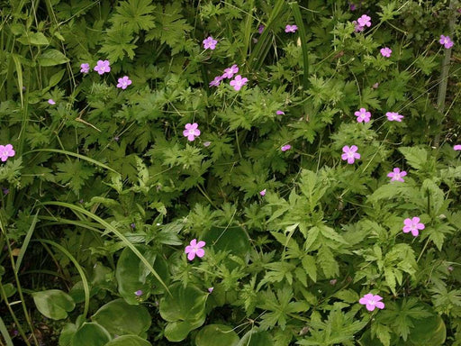 geranium palustre marginal pond plants bp042
