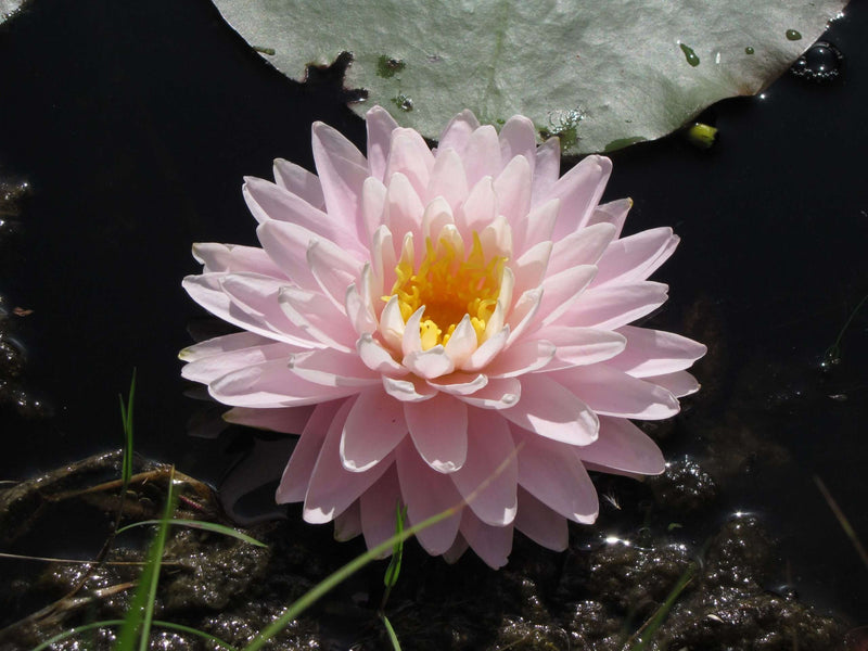 Nymphaea 'Gloire du TemplesurLot'