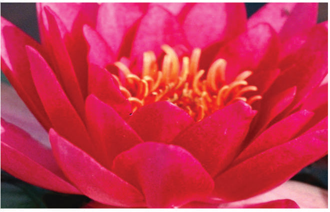 Nymphaea 'Gloriosa'