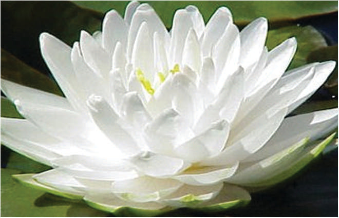Nymphaea 'Gonnere Snowball'