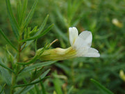 gratiola officinalis summer snowflake marginal pond plants mp042