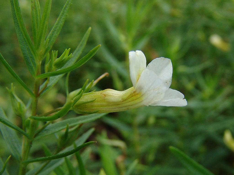 gratiola officinalis summer snowflake marginal pond plants mp042