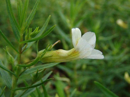 gratiola officinalis summer snowflake marginal pond plants mp042
