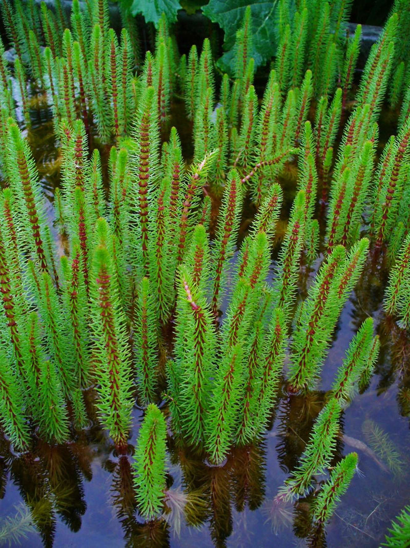hippuris vulgaris mare s tail marginal pond plants pond plants water plants ox008