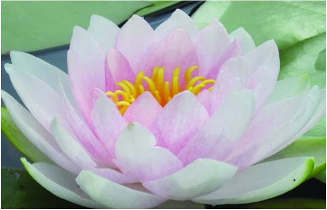 Nymphaea 'Hollandia'