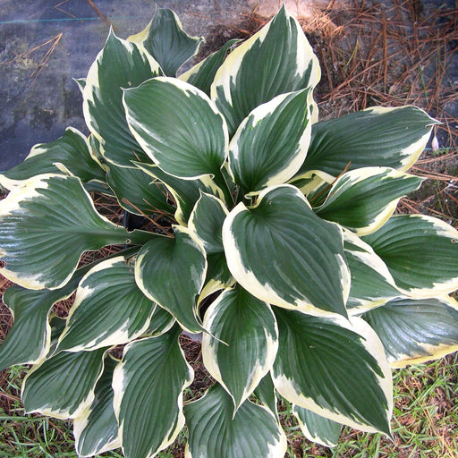 hosta for patriot marginal pond plants bp047