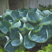 hosta abiqua drinking gourd marginal pond plants bp045