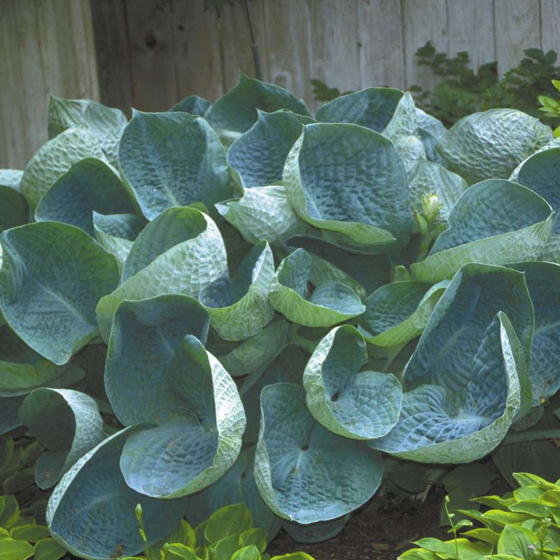 hosta abiqua drinking gourd marginal pond plants bp045