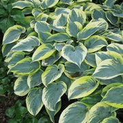 hosta first frost marginal pond plants bp046