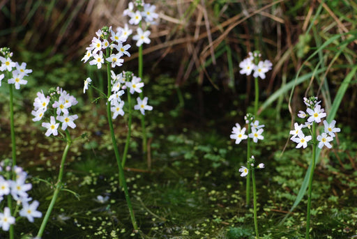 hottonia palustris marginal pond plants pond plants water plants ox009