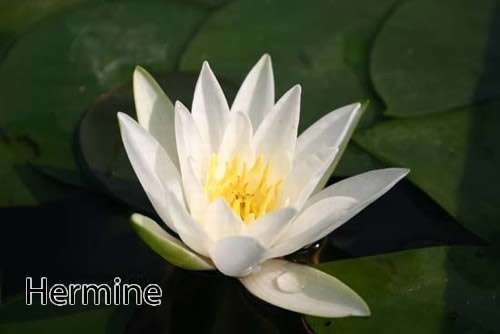 Nymphaea 'White Hermine'