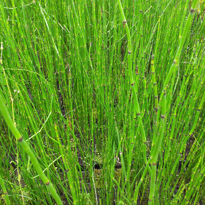 Equisetum hyemale (Dutch Rush)