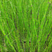 Equisetum hyemale (Dutch Rush)