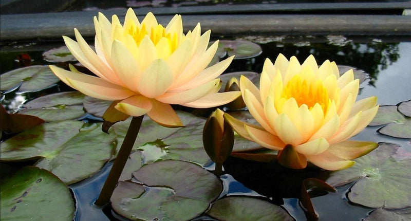 Nymphaea 'Inner Light'