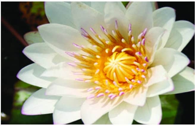 Nymphaea 'Innocence'