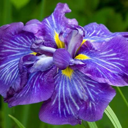 Iris ensata 'Electric Rays'
