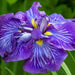 Iris ensata 'Electric Rays'