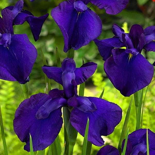 Iris ensata 'Loyalty'