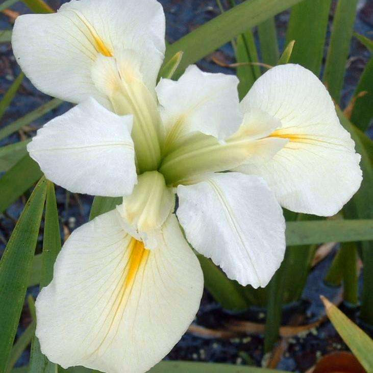 iris louisiana her highness marginal pond plants mpa129