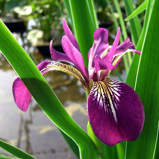 iris versicolor kermesina marginal pond plants mp063