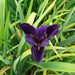 Iris louisiana ‘Black Gamecock’