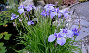 iris ensata edens paintbrush marginal pond plants bp117