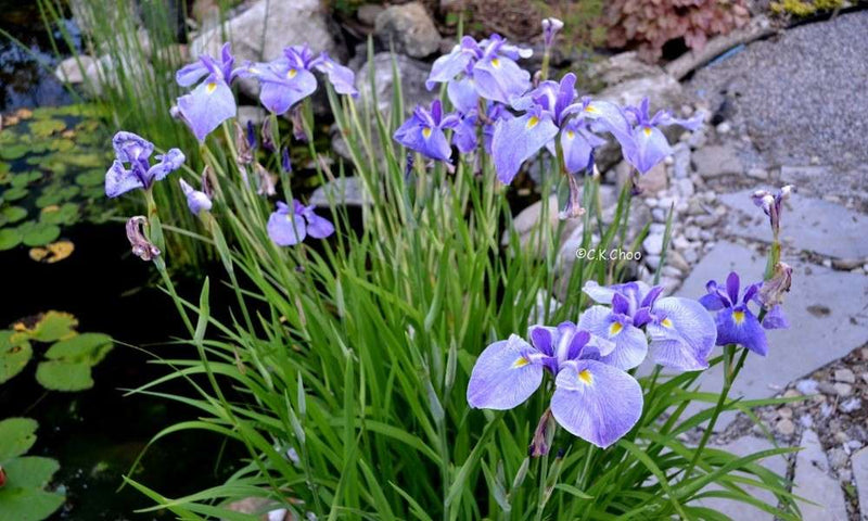 iris ensata edens paintbrush marginal pond plants bp117