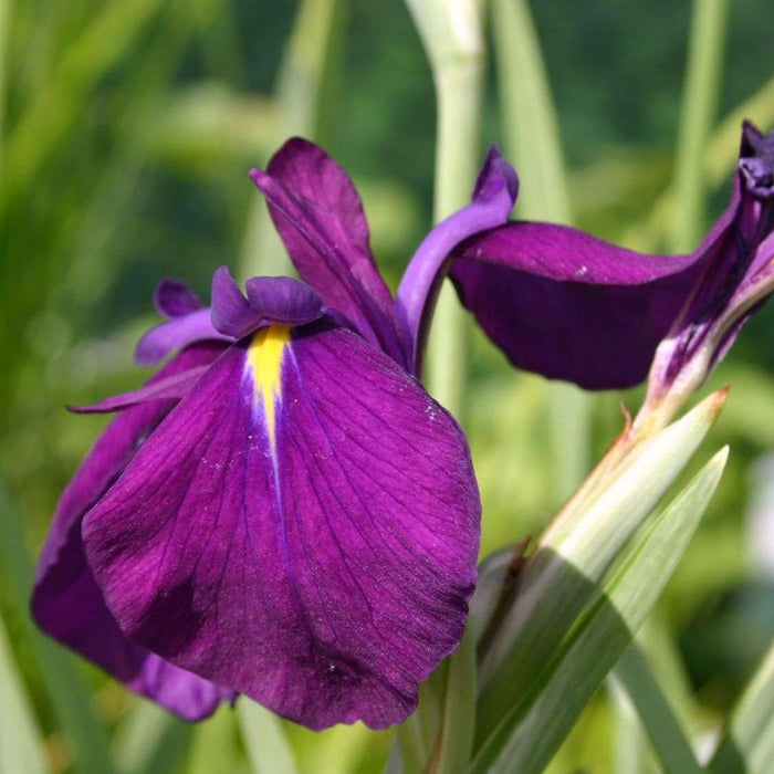 Iris ensata 'Variegata'