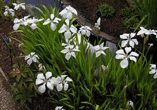 iris laevigata white marginal pond plants pond plants water plants