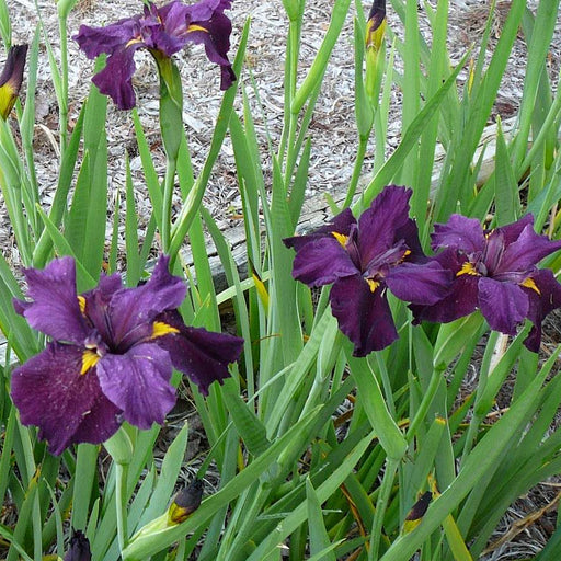 iris louisiana pegaletta marginal pond plants mp056