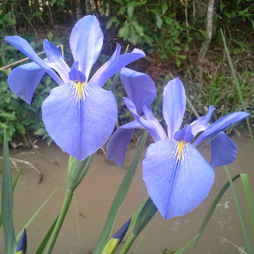 Iris louisiana 'Sea Wisp'