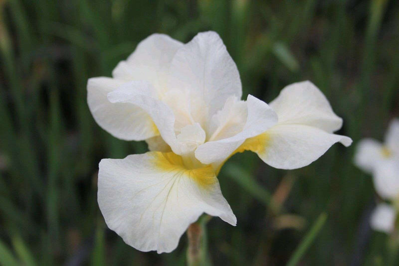 iris ensata snow queen marginal pond plants