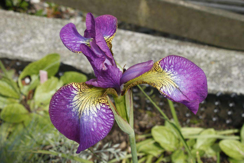 iris ensata sparkling rose marginal pond plants bpx067