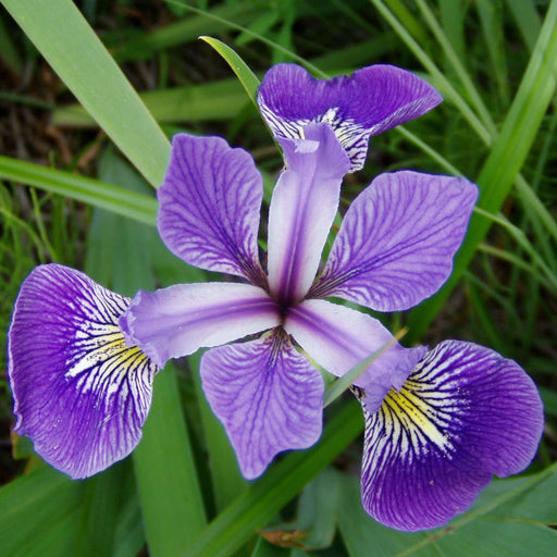 Iris versicolor (Blue Flag Iris)