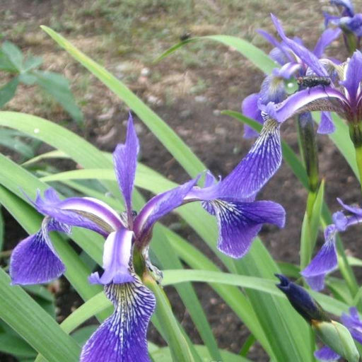 Iris versicolor 'Dark Aura'