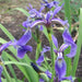 Iris versicolor 'Dark Aura'