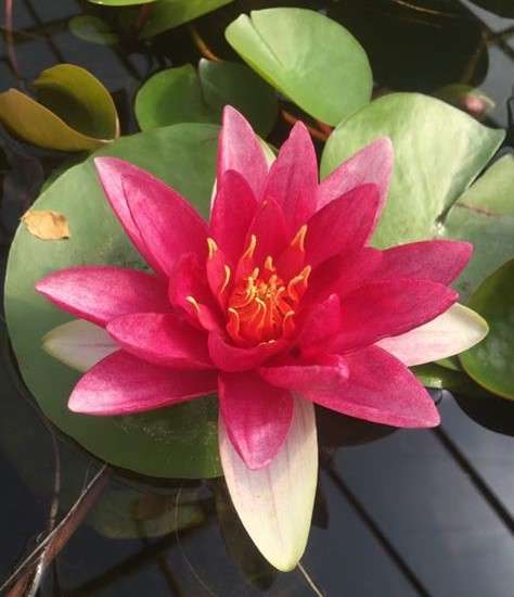 Nymphaea 'James Brydon'