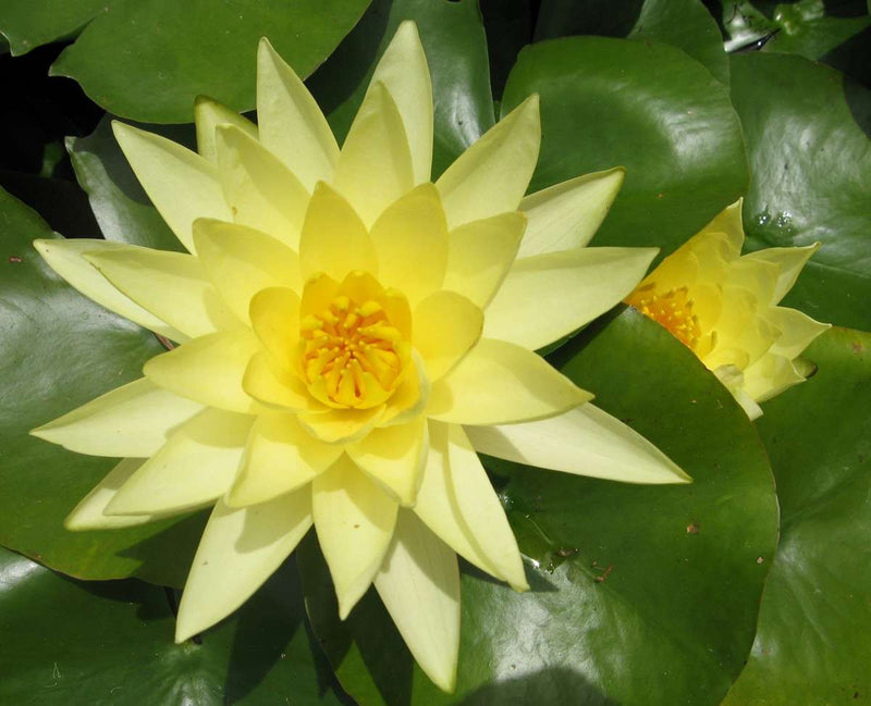 Nymphaea 'Joey Tomacik'