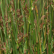 juncus inflexus hard rush marginal pond plants mp067