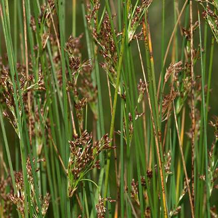 juncus inflexus hard rush marginal pond plants mp067