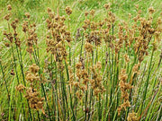 juncus maritimus sea rush marginal pond plants mp067a
