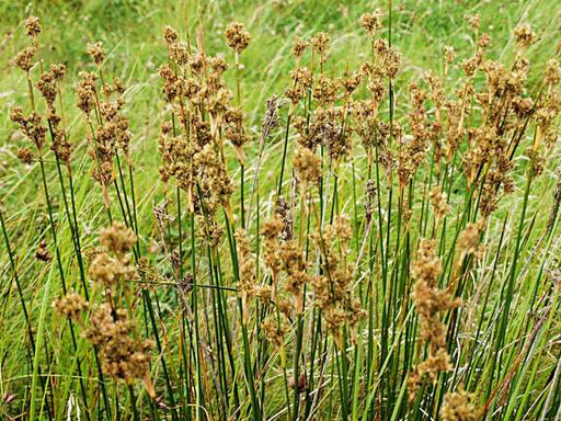 juncus maritimus sea rush marginal pond plants mp067a