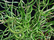 juncus effusus var spiralis corkscrew rush marginal pond plants mp065