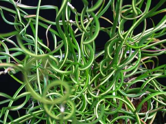 juncus effusus var spiralis corkscrew rush marginal pond plants mp065
