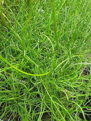 juncus effusus var spiralis corkscrew rush marginal pond plants mp065