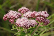eupatorium cannabinum hemp agrimony marginal pond plants bp038
